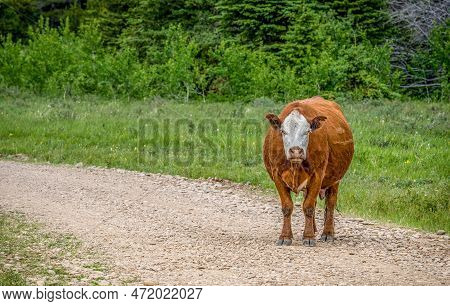 A Hereford Cow Standing On A Gravel Road In Cypress Hills Interprovincial Park