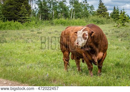A Hereford Bull Standing In A Pasture In Cypress Hills Interprovincial Park, Saskatchewan