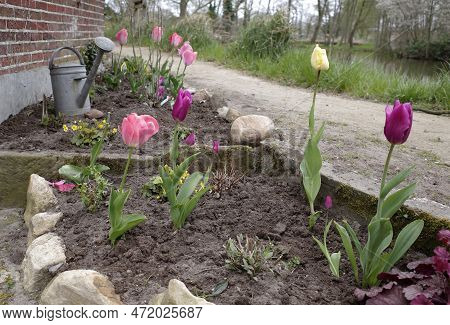 Some Long Stemmed Tulips Planted In A Cottage Garden In Germany. There Are Some  Waldsteinia Ternata