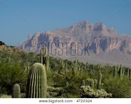 미신 산 Saguaros