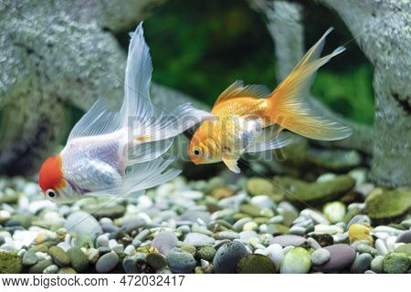 A Goldfish And A Frontosa Fish Swim Against A Background Of Sea Pebbles In An Aquarium Close-up.