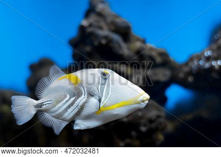 Aquarium Fish Painted Triggerfish Close-up On A Blurred Background.