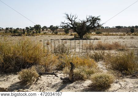 Scrubland Scenery In Kgalagadi Transfrontier Park, South Africa