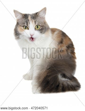 Funny Beautiful Fluffy Cat Licks Isolated On The White Background