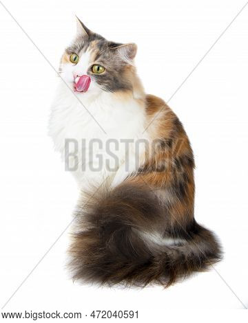 Funny Beautiful Fluffy Cat Licks Isolated On The White Background