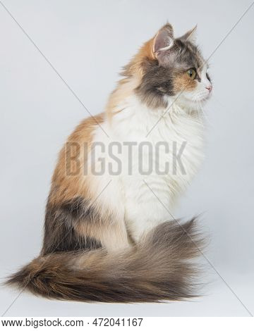 Funny Cute Beautiful Fluffy Cat Isolated On The White Background