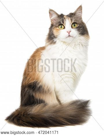 Fluffy Long Hair Cat Sitting Isolated On The White Background