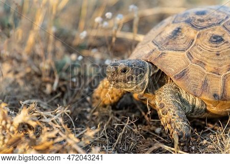 Turtle Or Testudines Walking On The Ground Close-up Portrait.