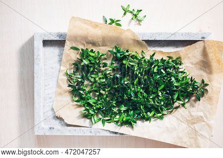 Cut Myrtle Leaves On Paper. Sprigs Of Myrtle For Tea Or Spice.
