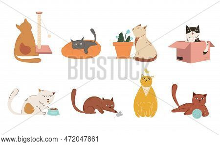 Set Of Playful Cats. Collection Of Graphic Elements For Website. Kittens And Pets With Box, Scratchi