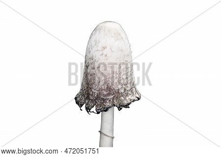 Coprinus - Genus Of Champignon Mushrooms, Isolated On A White Background. Coprinus Comatus In Green 