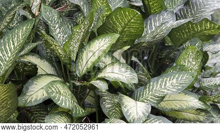 Dieffenbachia Seguine, White Green Leaves Aglonema Poison Plant For Your Pet, Beautiful Tropical Hou