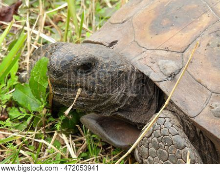 Gopher Tortoise In The Boyd Hill Nature Preserve In Florida