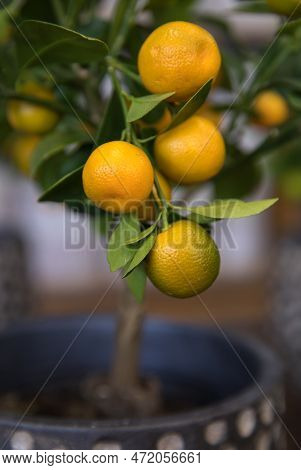 Calamondin Or Citrus Mitis Plant With Ripe Small Orange Fruits Potted At The Greek Garden Shop In Ea