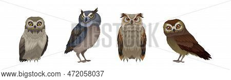 Different Species Of Owl As Nocturnal Bird Of Prey With Hawk-like Beak And Forward-facing Eyes Vecto