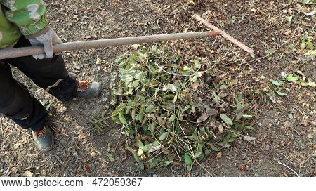 Cleaning The Leaves In The Garden Or Park With The Help Of Old Rakes, The Gardener Rakes The Dry Fol