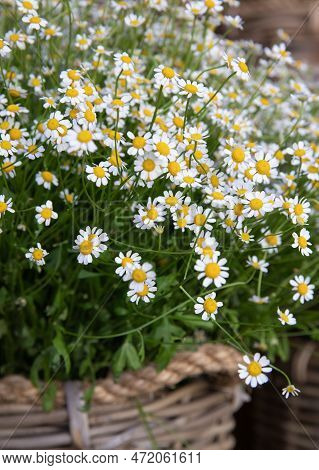 Fresh Cut Matricaria Chamomilla, German Chamomile Or Chamomile Flowers At Greek Flower Garden Shop I
