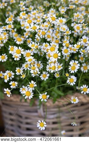 Fresh Cut Matricaria Chamomilla, German Chamomile Or Chamomile Flowers At Greek Flower Garden Shop I