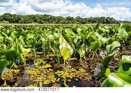 Canoe Tour On The Pantanal Marimbus, Waters Of Many Rivers And Abundant Vegetation, In Andarai, Bahi
