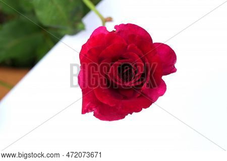 Red Rose Isolated On White Background With Clipping Path And Full Depth Of Field.