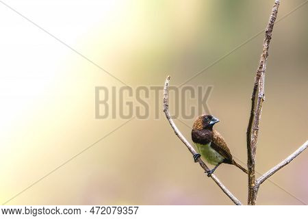 A Bird Of The Type Estrildidae Sparrow Or Estrildid Finches Perched On A Branch On A Sunny Morning, 