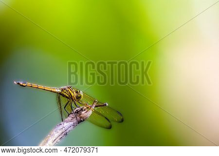 An Orange Dragonfly Or The Slender Skimmer Or Green Marsh Hawk (orthetrum Sabina) Perched On A Broke