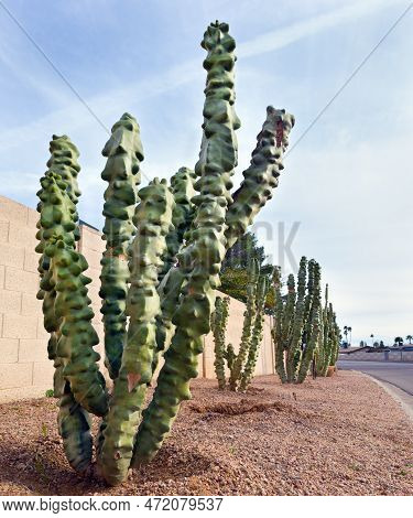 Accented Side Of The Xeriscaped Road With Totem Pole Cacti On Top Of Dred-brown Esert Style Gravel