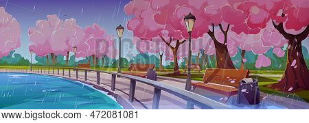 Spring Landscape With Embankment, Japanese Sakura Trees, Lake And Benches In Rain. Park Or Garden Wi