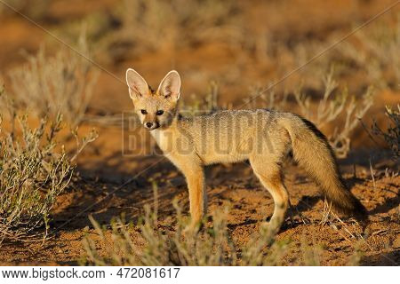 A Cape Fox (vulpes Chama) In Early Morning Light, Kalahari Desert, South Africa