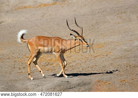 A Male Black-faced Impala Antelope (aepyceros Melampus Petersi), Etosha National Park, Namibia
