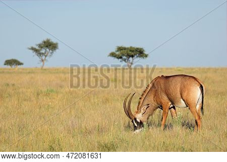 A Rare Roan Antelope (hippotragus Equinus) In Open Grassland, Mokala National Park, South Africa