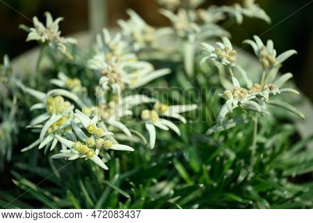 Beautiful Edelweiss Flower Blossom, Mountain Flower And Used In Traditinal Medine
