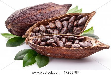 ฝักโกโก้บนพื้นหลังสีขาว