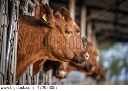 Angus Cattle Farm And Domestic Animals Husbandry.