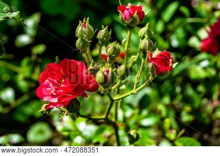 Photography On Theme Beautiful Wild Growing Flower Rose