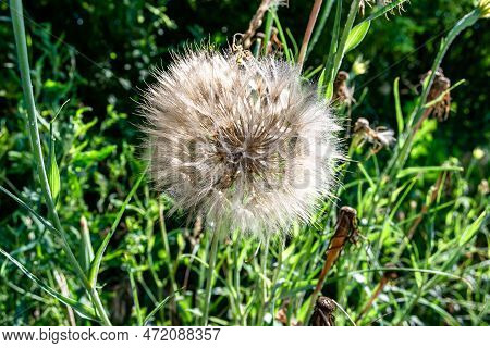 Beautiful Wild Growing Flower Seed Dandelion On Background Meadow