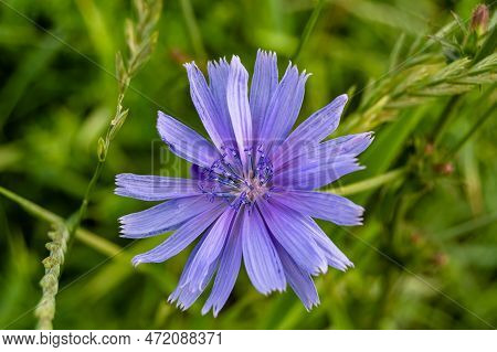Beauty Wild Growing Flower Chicory Ordinary On Background Meadow