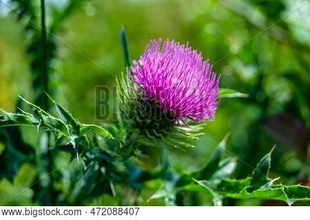 Beautiful Growing Flower Root Burdock Thistle On Background Meadow