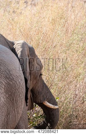 Close-up Of A Deser Elephant Eating Leaves From A Tree.