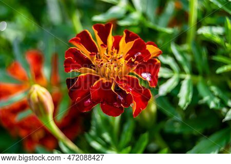 Fine Wild Growing Flower Marigold Calendula On Background Meadow