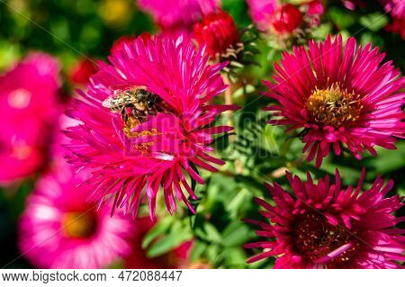 Beautiful Wild Flower Winged Bee On Background Foliage Meadow