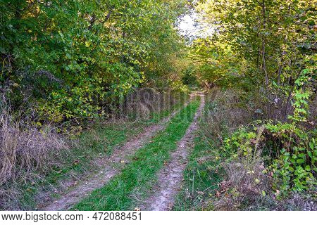 Photography On Theme Beautiful Footpath In Wild Foliage Woodland