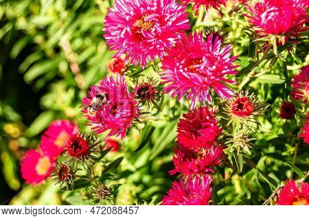 Beautiful Wild Flower Winged Bee On Background Foliage Meadow