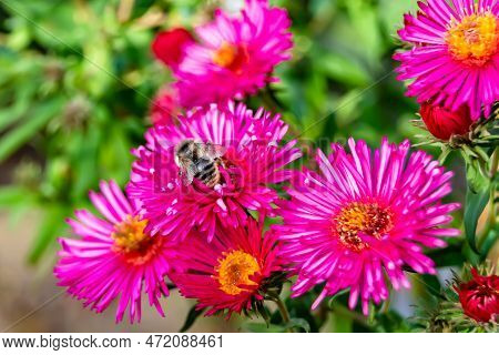 Beautiful Wild Flower Winged Bee On Background Foliage Meadow
