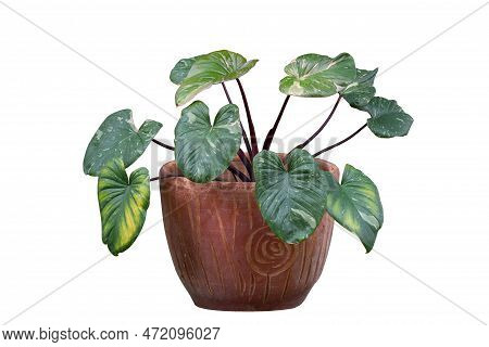 Homalomena Rubescens Variegated Has Heart Shaped Leaves Is Growing In Pot Isolated On White Backgrou