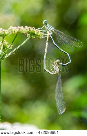 Close-up Of Two Feather Dragonflies Platycnemis Pennipes Mating, Forming A Heart With Their Bodies, 