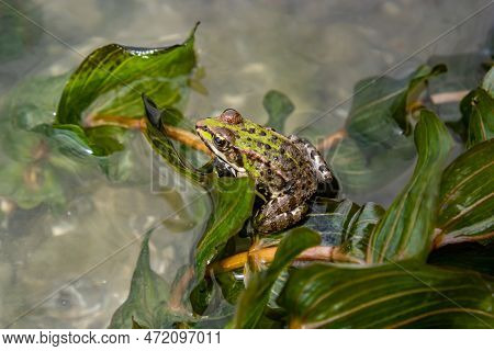 A Green Frog, Lithobates Clamitans, Rests On A Cameo Near A Pond.