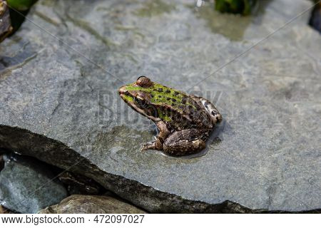 A Green Frog, Lithobates Clamitans, Rests On A Cameo Near A Pond.