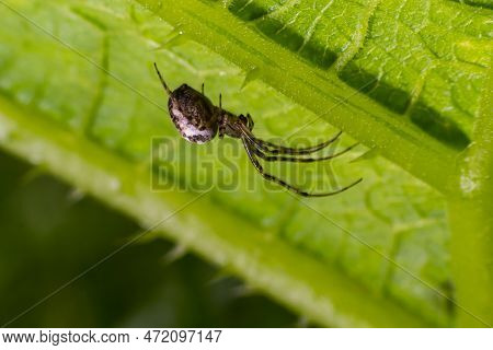 Nice Macro Image Of A Spider Web Sitting On Its Web With A Blurred Background And Selective Focus. A