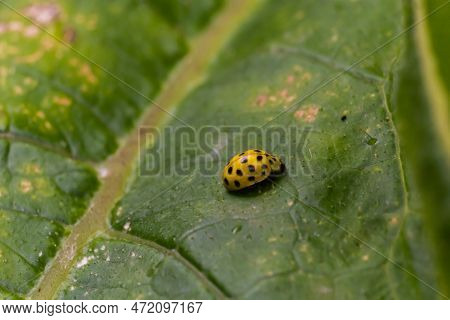A Macro Image Of A Yellow 22 Spot Ladybird - Psyllobora Vigintiduopunctata Which Are Tiny Lady Beetl